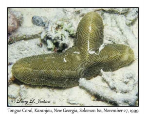 Tongue Coral