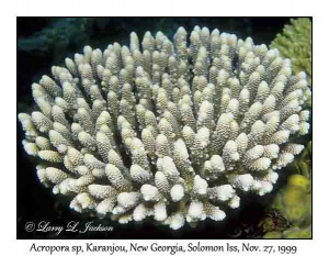 Acropora sp