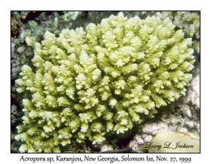 Acropora sp