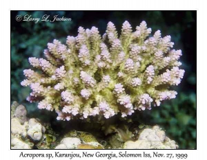 Acropora sp