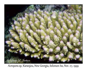 Acropora sp