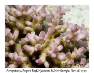 Acropora sp