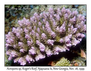 Acropora sp