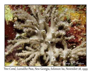 Tree Coral