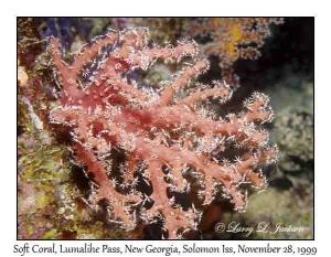 Soft Coral