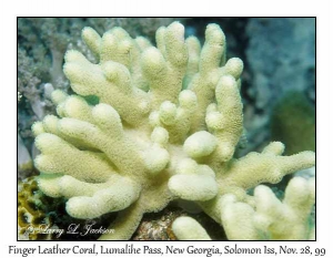 Finger Leather Coral