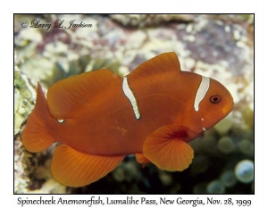 Spinecheek Anemonefish