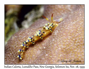 Indian Nudibranch