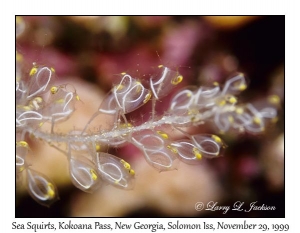 Sea Squirts