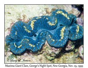 Maxima Giant Clam