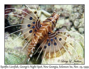 Spotfin Lionfish