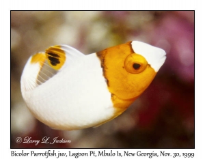 Bicolor Parrotfish juvenile phase