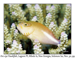 Arc-eye Hawkfish