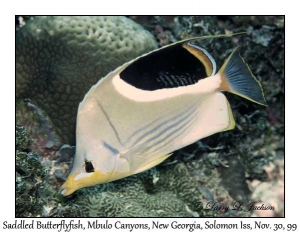 Saddled Butterflyfish