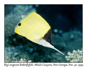 Big Longnose Butterflyfish