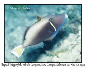 Flagtail Triggerfish