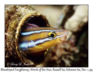 Bluestriped Fangblenny