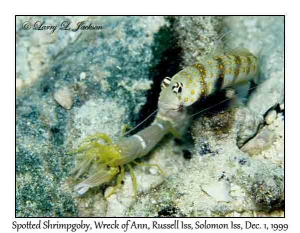 Spotted Shrimpgoby