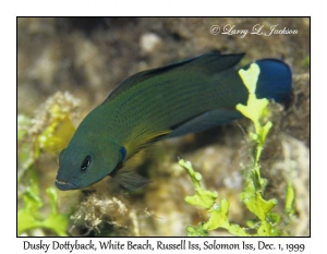 Dusky Dottyback