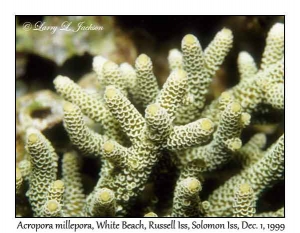 Acropora millepora