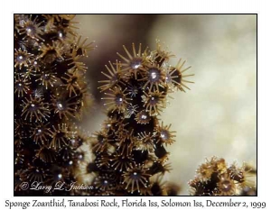 Sponge Zoanthid