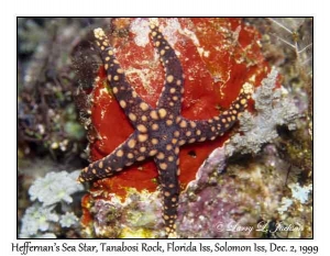 Heffernan's Sea Star