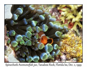 Spinecheek Anemonefish juvenile