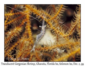 Translucent Gorgonian Shrimp