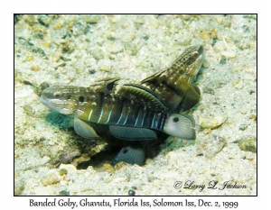 Banded Goby pair