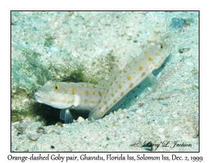 Orange-dashed Goby pair