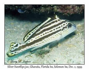 Silver Sweetlips juvenile