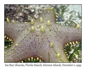 Sea Star