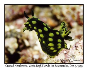 Crested Nembrotha