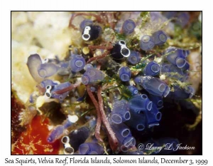 Sea Squirts