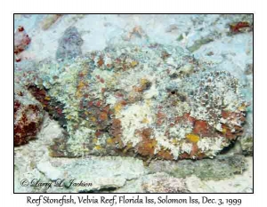 Reef Stonefish