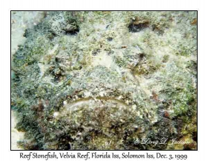 Reef Stonefish