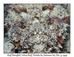 Reef Stonefish