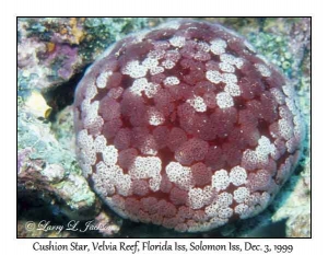 Cushion Star