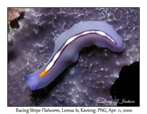 Racing Stripe Flatworm