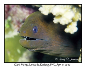 Giant Moray