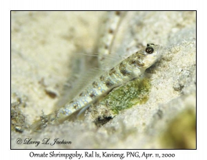 Ornate Shrimpgoby