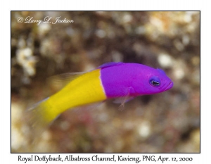 Royal Dottyback