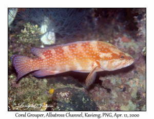 Coral Grouper