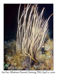 Sea Fan