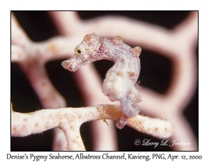 Denise's Pygmy Seahorse