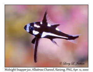 Midnight Snapper juvenile