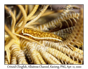 Crinoid Clingfish