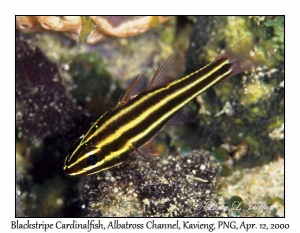 Blackstripe Cardinalfish