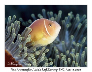 Pink Anemonefish