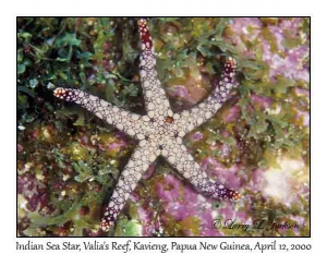 Indian Sea Star